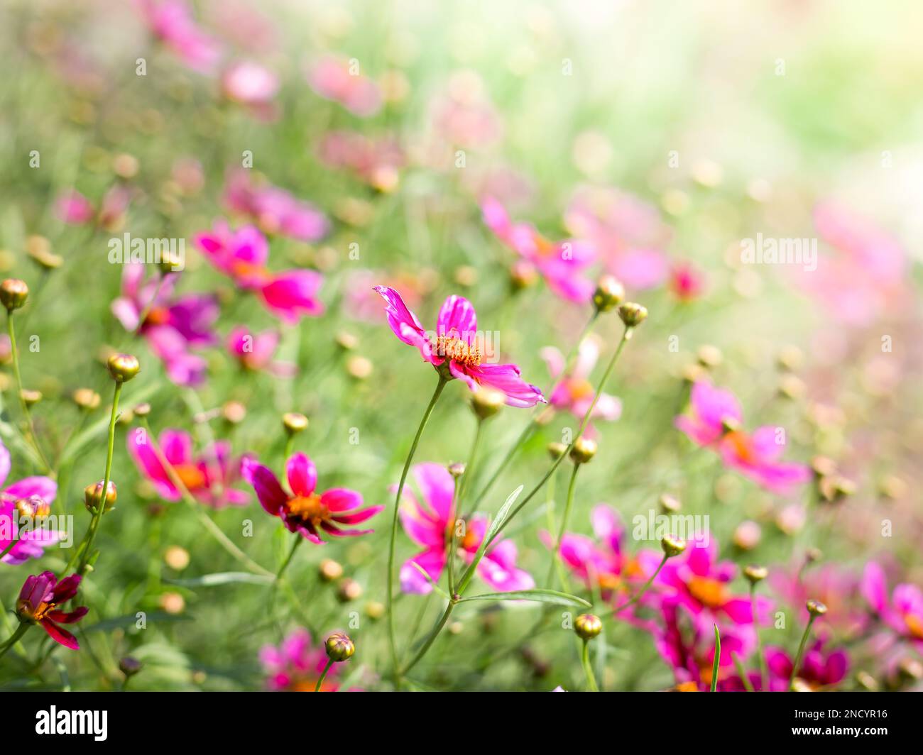 Vertiefung eines Abdrifts von rosa Cosmos-Blumen (Coreopsideae) in einem Landhausgarten, der aus dem Blickfeld verschwindet. Stockfoto