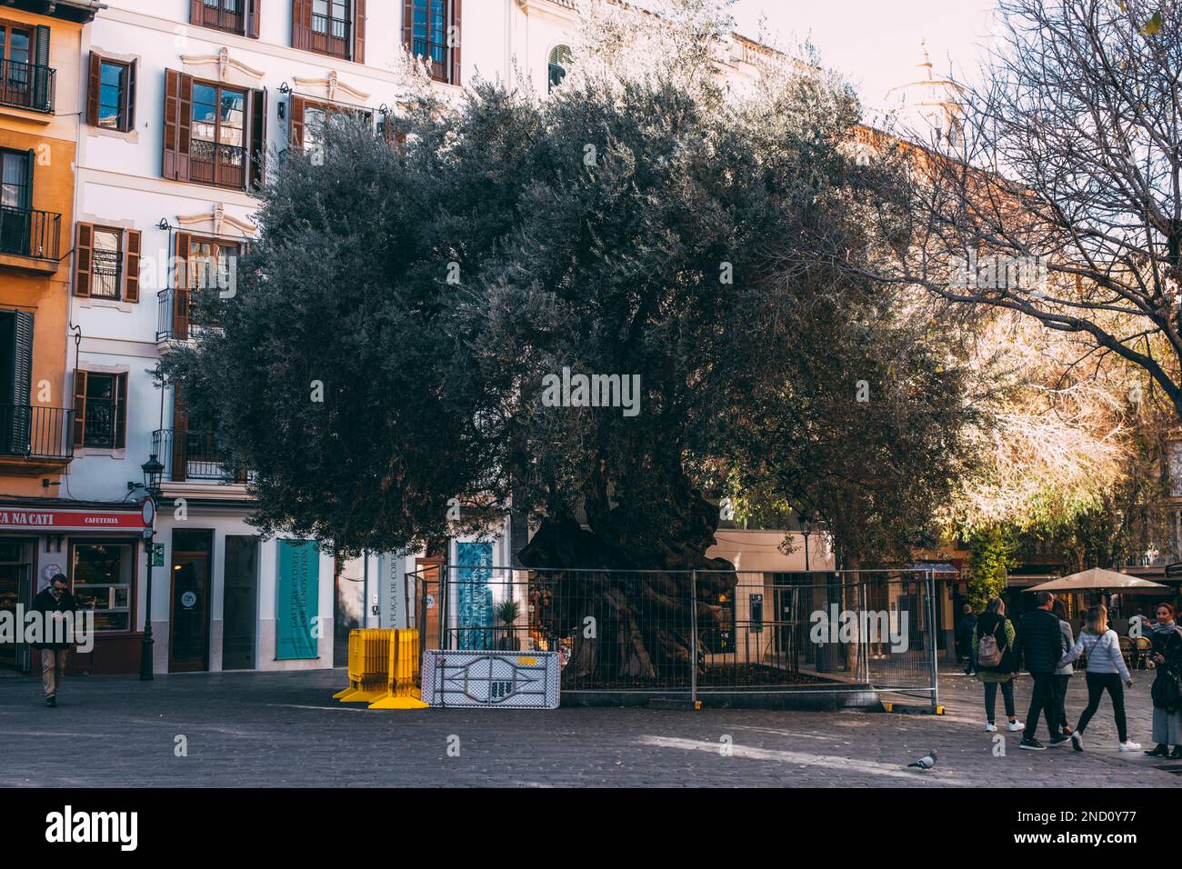 Palma, 12.01.23: Über 300 Jahre alter Olivenbaum am Rathausplatz. Stockfoto