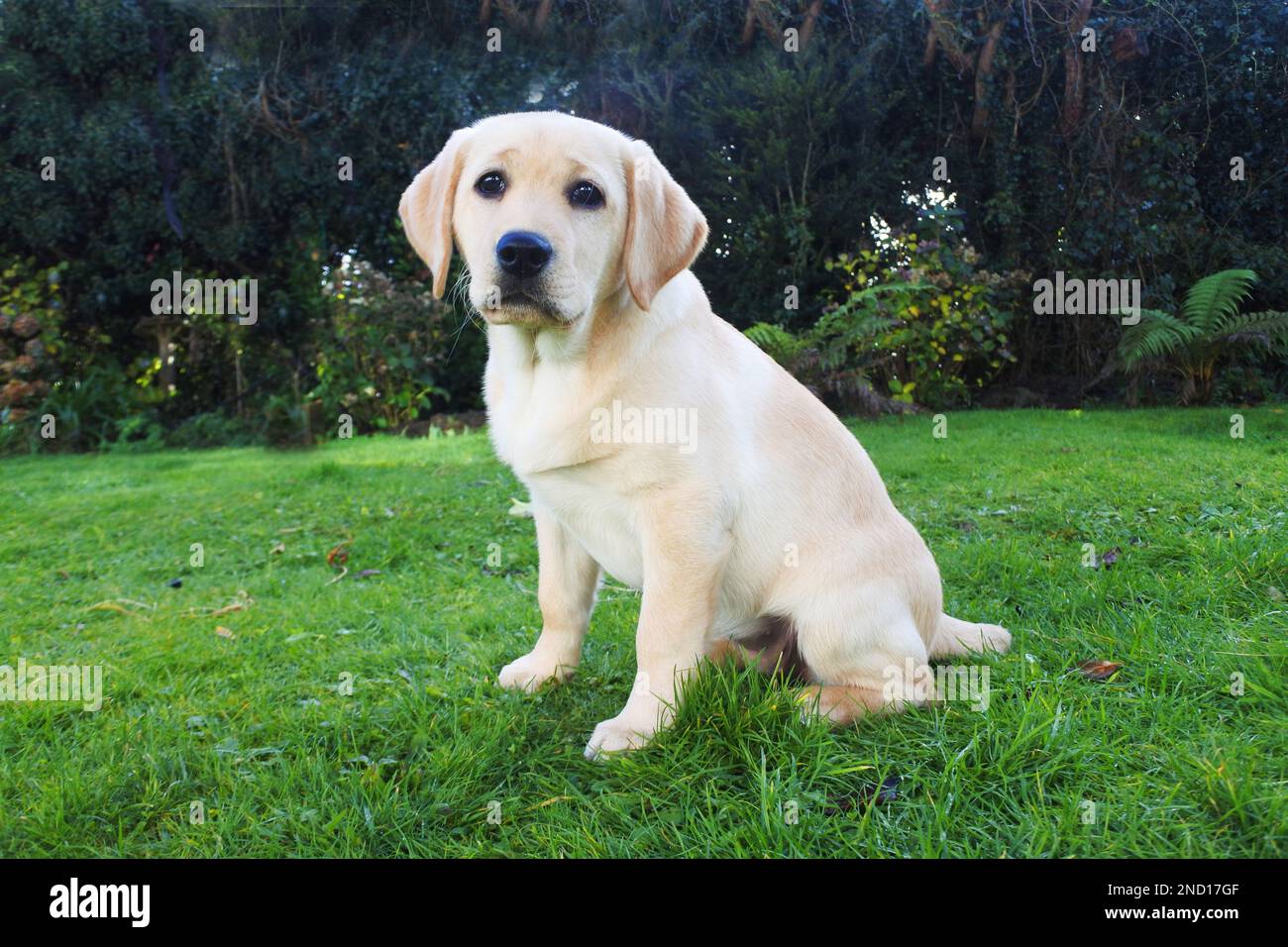 Drei Monate altes gelbes labrador-Hündchen, das in einem Garten sitzt - John Gollop Stockfoto