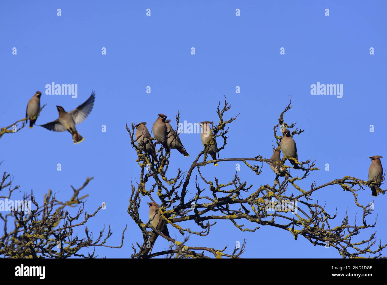 Wachsfiguren Bombycilla Garrulus in einem Baum Stockfoto