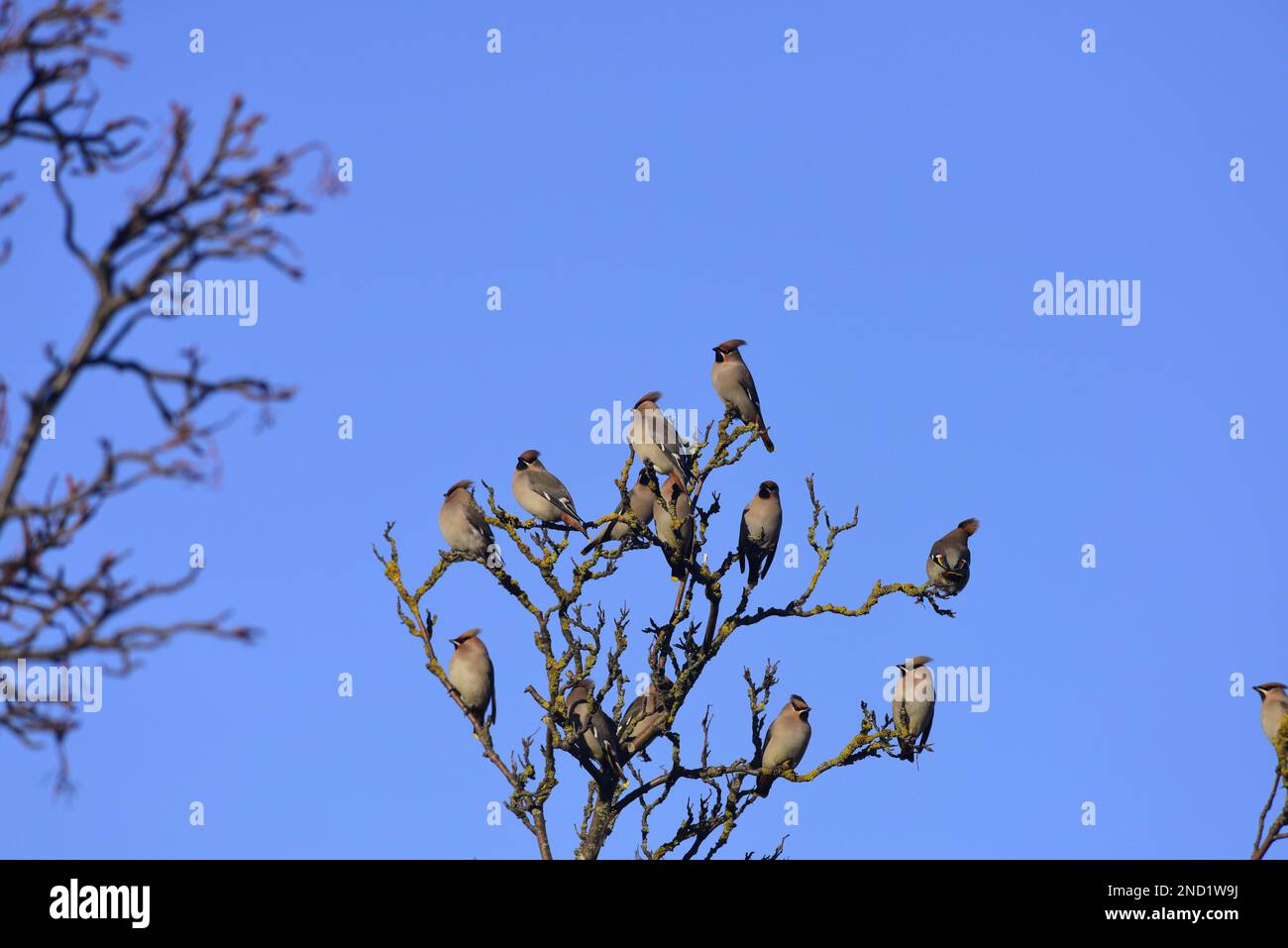 Wachsfiguren Bombycilla Garrulus in einem Baum Stockfoto