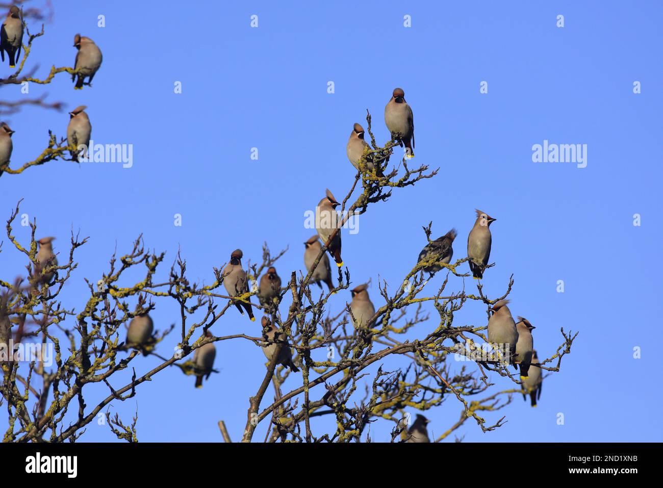 Wachsfiguren Bombycilla Garrulus in einem Baum Stockfoto