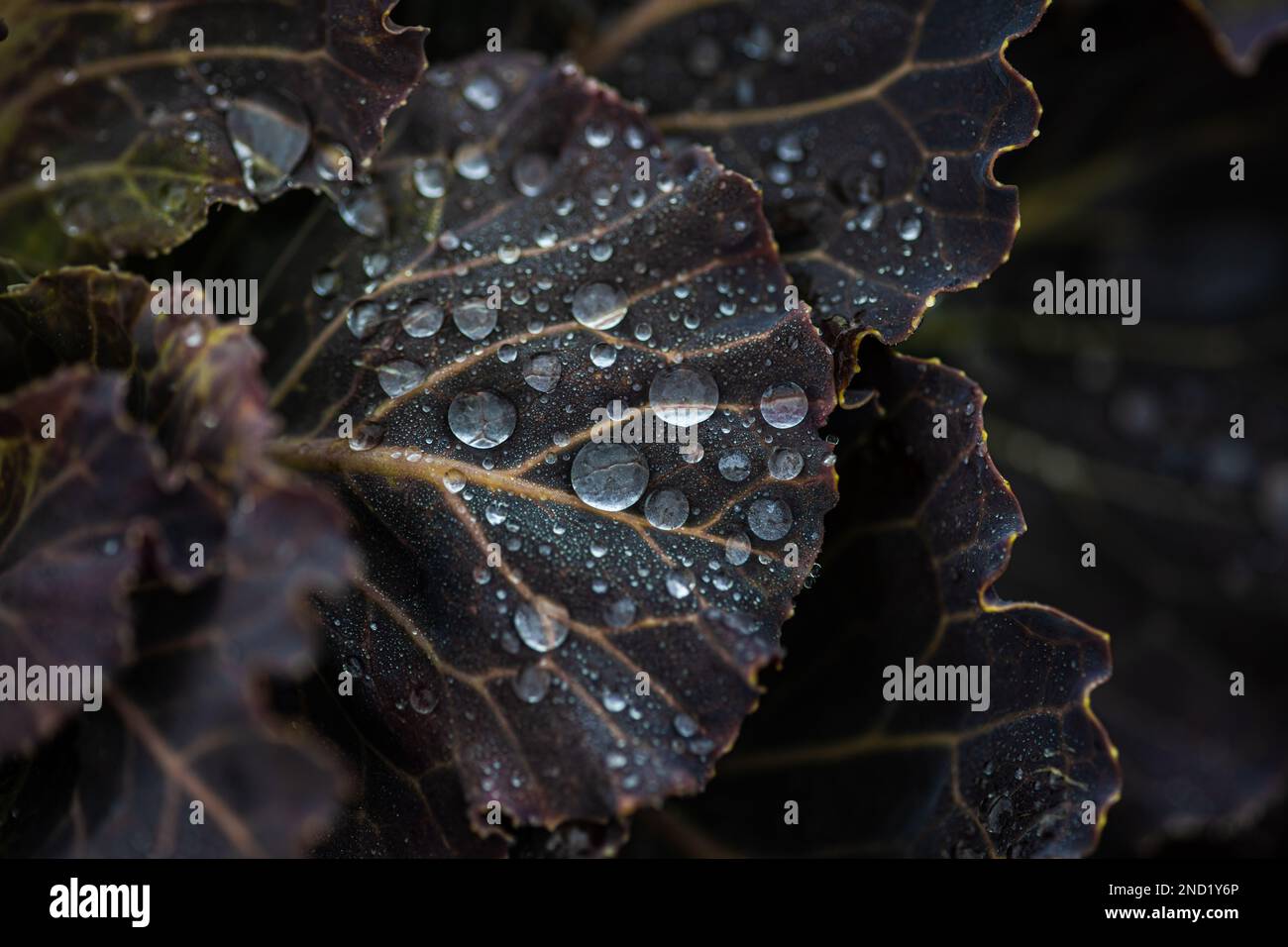 Wunderschöne dekorative Kohlblätter, die nach dem Regen im Garten mit Tau bedeckt sind Stockfoto