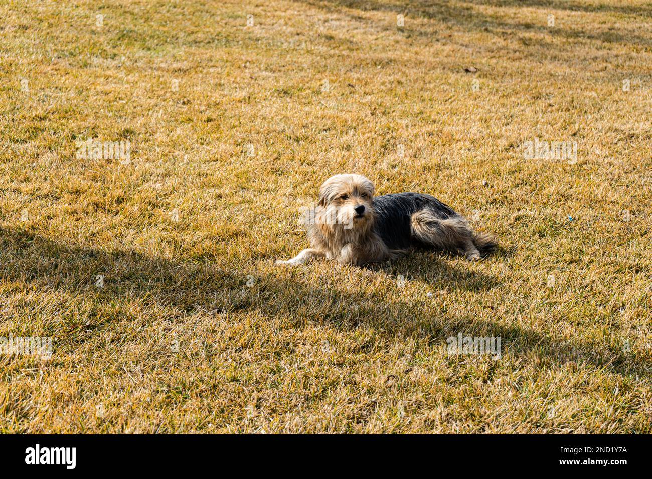 Süßer, obdachloser Hund mit traurigen Augen, der draußen spielt Stockfoto
