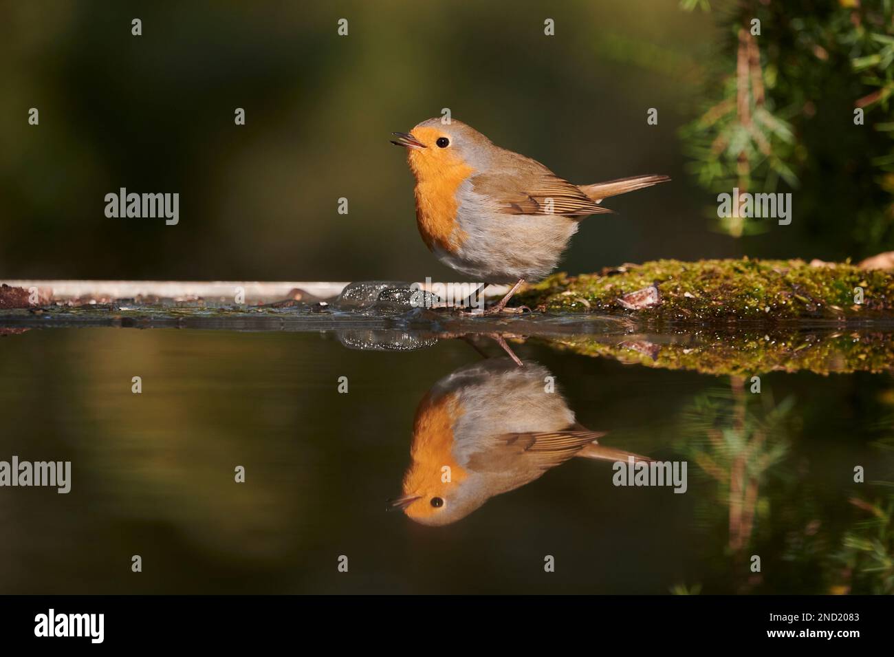 Niedlicher kleiner Rotkehlchen mit Orangenkopf, der auf Stein in der Nähe von Wasser in der Natur sitzt Stockfoto