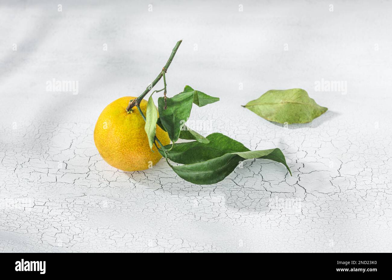 Orange Zitrustangerine mit grünem Stiel und Blättern auf einem weißen Tisch Stockfoto