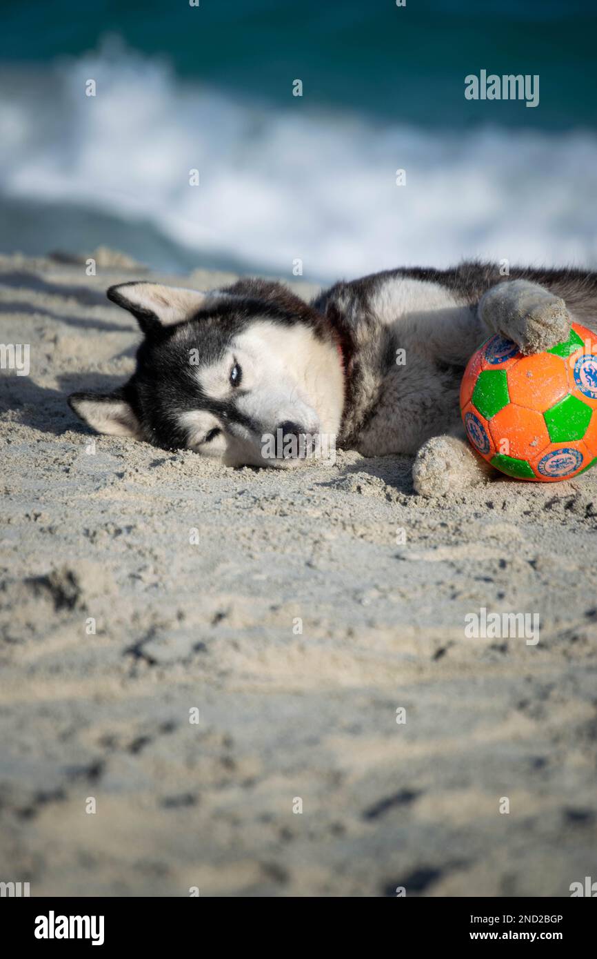 sibirischer Husky Hündchen entspannt und spielt am Strand Stockfoto