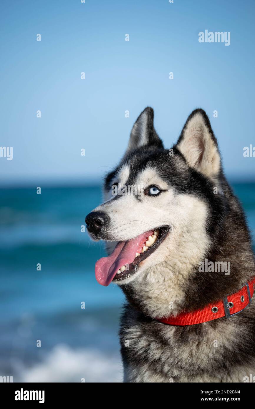 sibirischer Husky Hündchen entspannt und spielt am Strand Stockfoto
