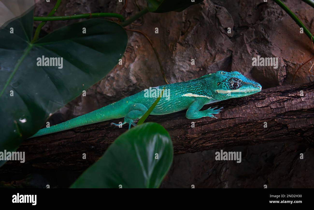 Grüner Basilisk (Basiliscus plumifrons) oder Eidechsenhelm tragender Basilisk. Großansicht Stockfoto