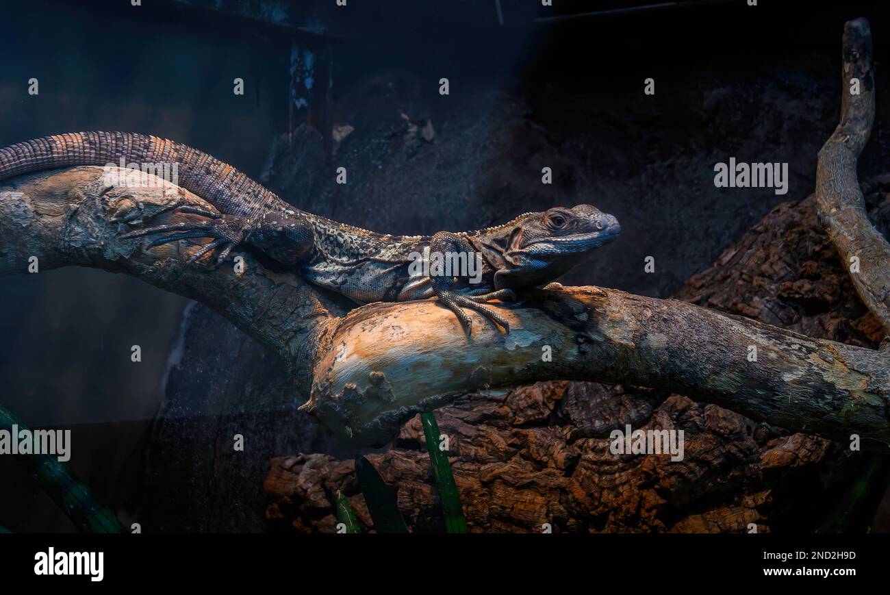 Utila Iguana oder Ctenosaura bakeri auf einem Ast Stockfoto