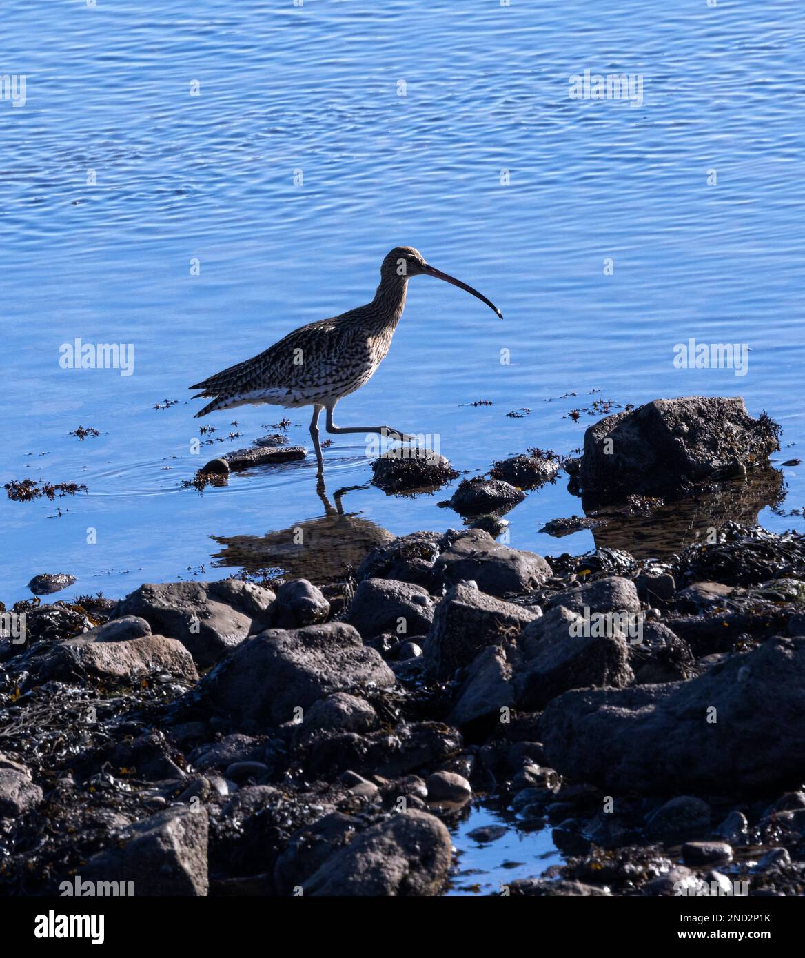 Das unverwechselbare Profil des Curlew. Die meisten Vögel vermehren sich im Inland auf Heiden und Moorland, aber im Winter entlang der Küste. Stockfoto