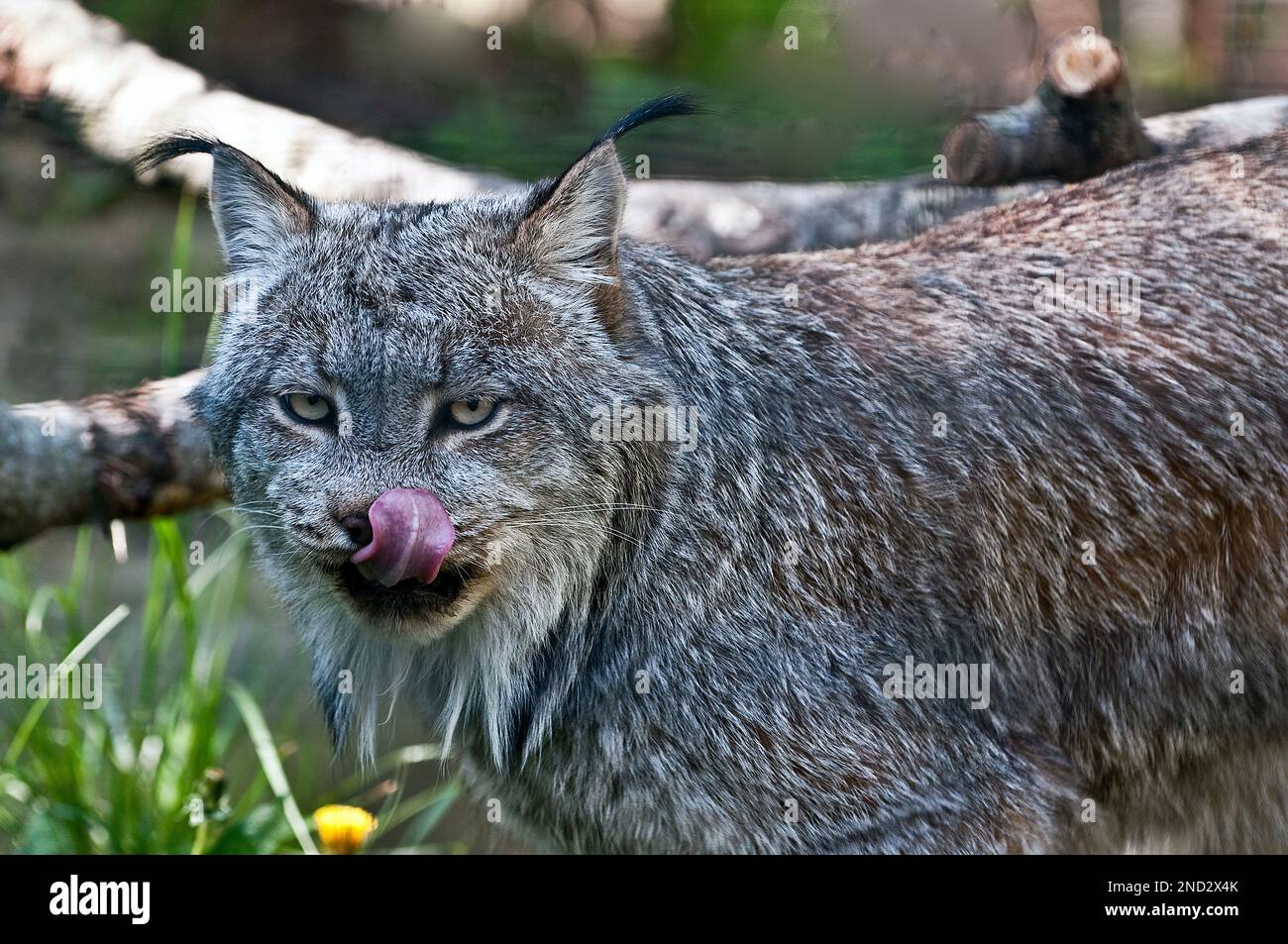 Kanada-Luchs Stockfoto