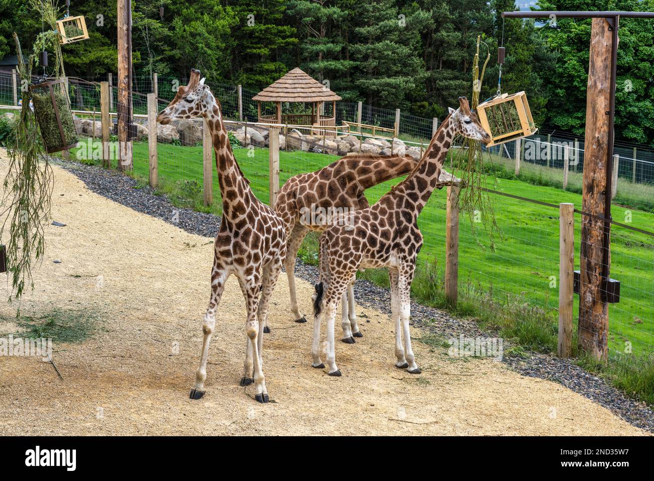 Drei Junggesellen der nubischen Giraffen in ihrem neuen Freilufthaus im Edinburgh Zoo in Schottland, Großbritannien Stockfoto