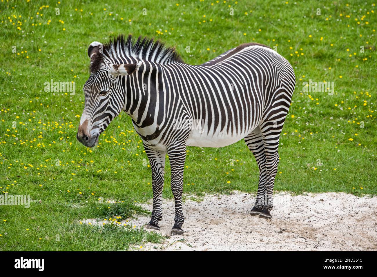 Grevy's Zebra (Equus grevyi) in African Plains Enclosure im Edinburgh Zoo, Schottland, Großbritannien Stockfoto Grevy's Zebra (Equus grevyi) in African Plains Enclosure im Edinburgh Zoo, Schottland, Großbritannien Stockfoto
