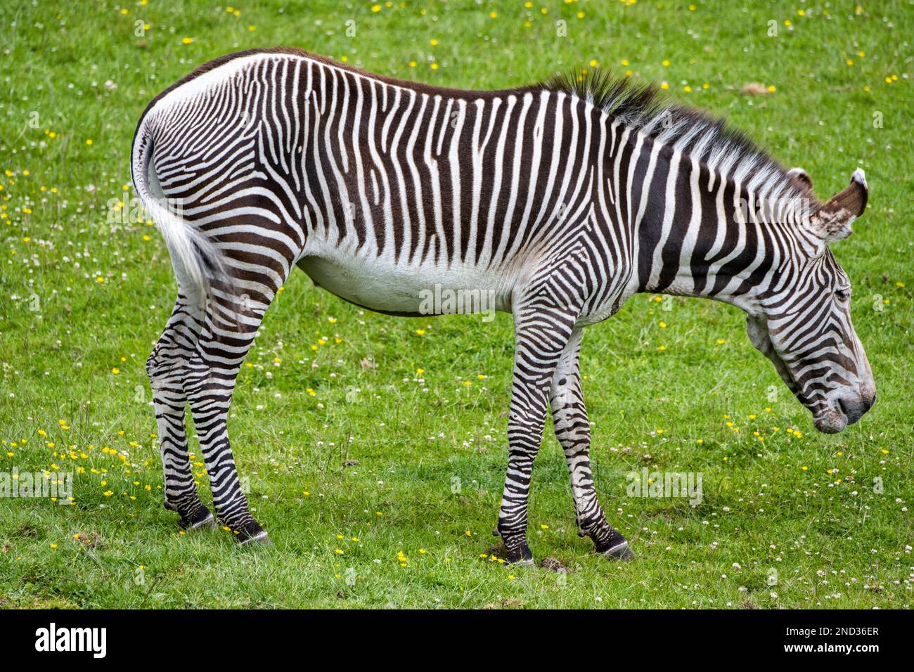 Grevy's Zebra (Equus grevyi) in African Plains Enclosure im Edinburgh Zoo, Schottland, Großbritannien Stockfoto Grevy's Zebra (Equus grevyi) in African Plains Enclosure im Edinburgh Zoo, Schottland, Großbritannien Stockfoto