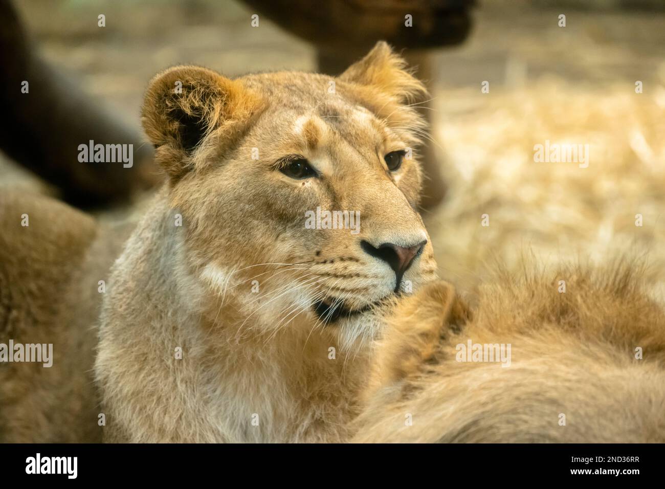 Porträt einer jungen asiatischen Löwin (Panthera leo persicus) im Löwenhaus im Edinburgh Zoo, Schottland, Großbritannien Stockfoto