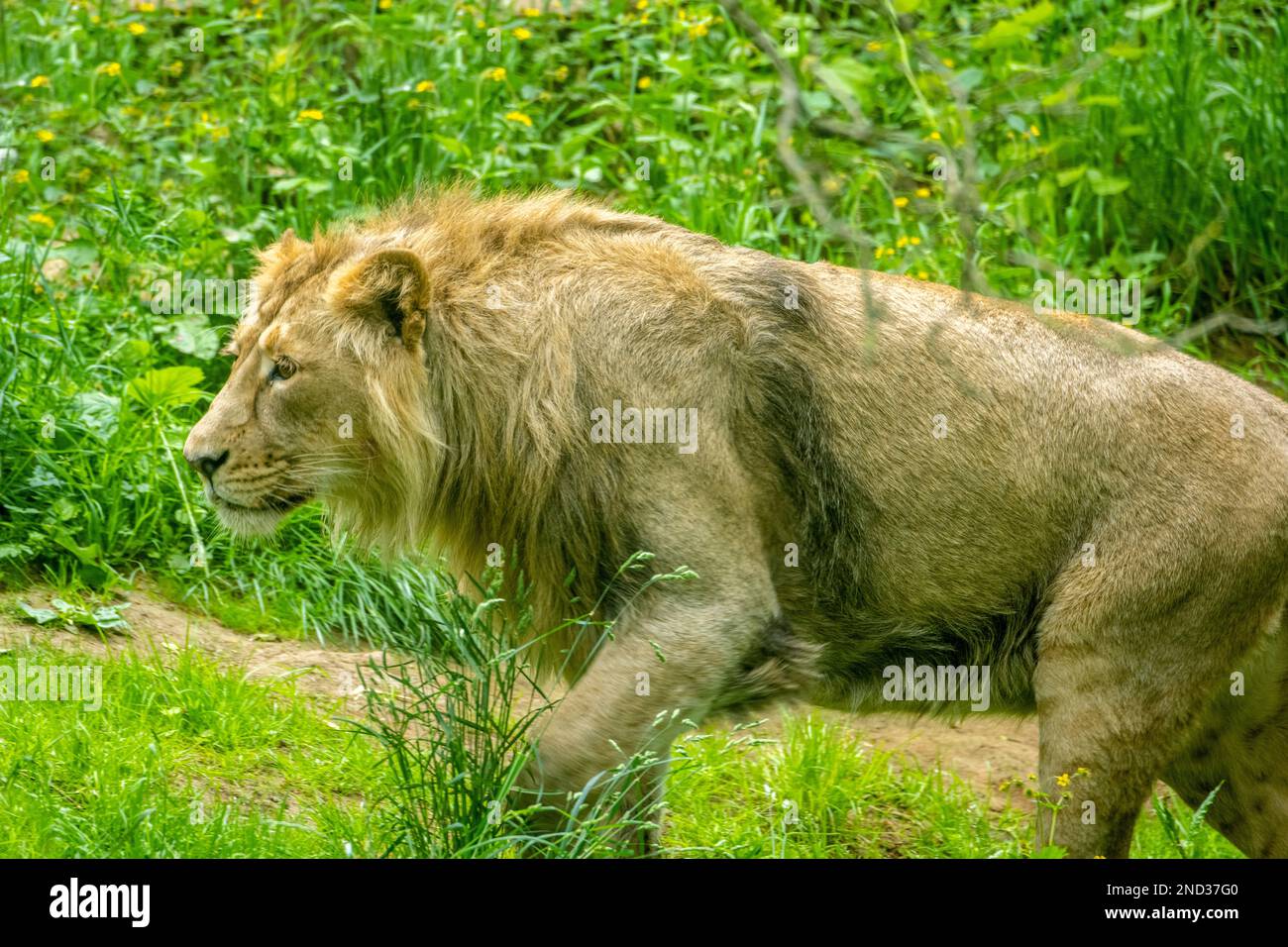 Junger männlicher asiatischer Löwe (Panthera leo persicus), der zur Fütterungszeit im Löwengehege im Edinburgh Zoo, Schottland, Großbritannien, nach Nahrung sucht Stockfoto