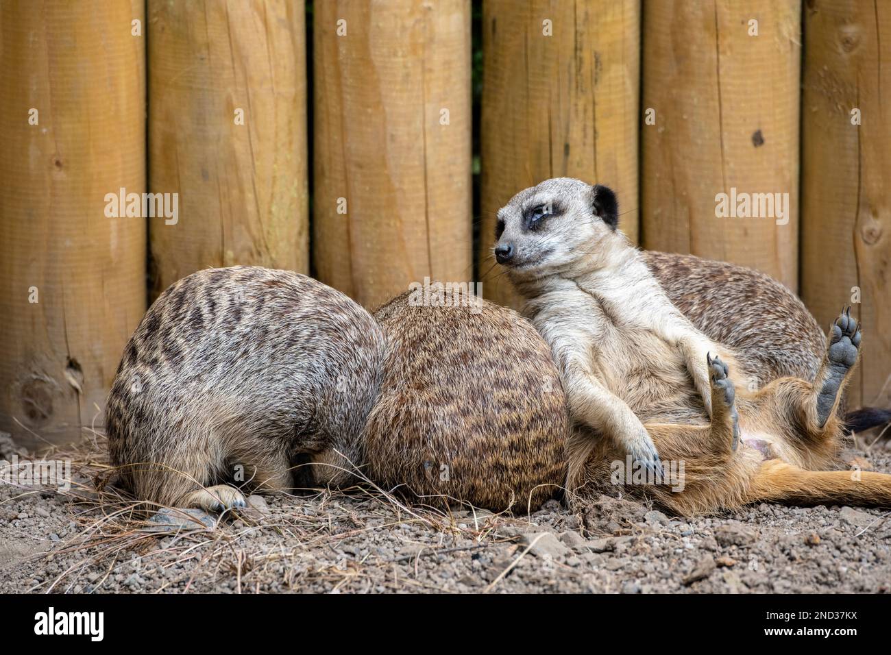 Eingeschlafen im Wachdienst, eine Gruppe Erdmännchen (Suricata suricatta) in Gehege im Edinburgh Zoo, Schottland, Großbritannien Stockfoto