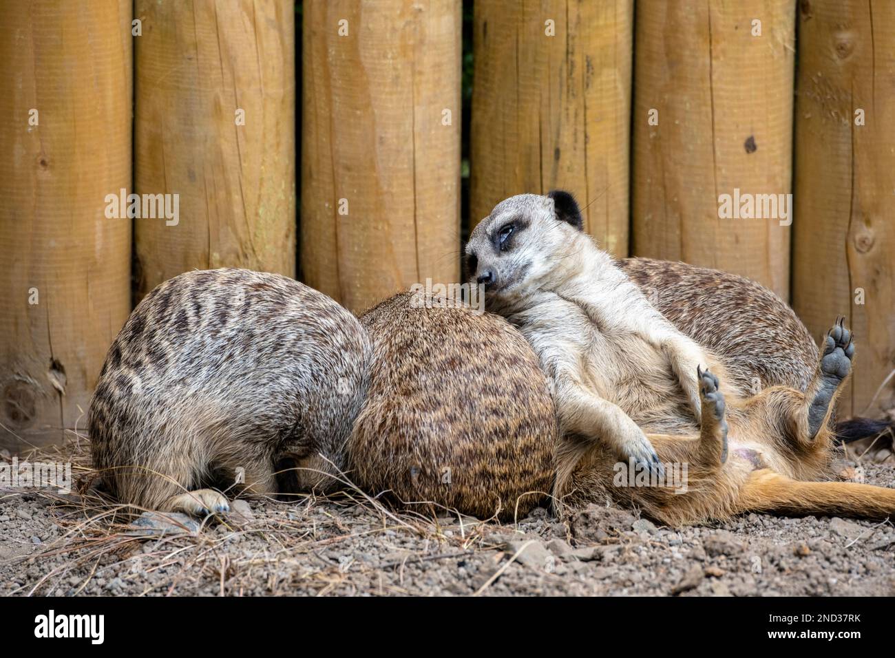 Eingeschlafen im Wachdienst, eine Gruppe Erdmännchen (Suricata suricatta) in Gehege im Edinburgh Zoo, Schottland, Großbritannien Stockfoto