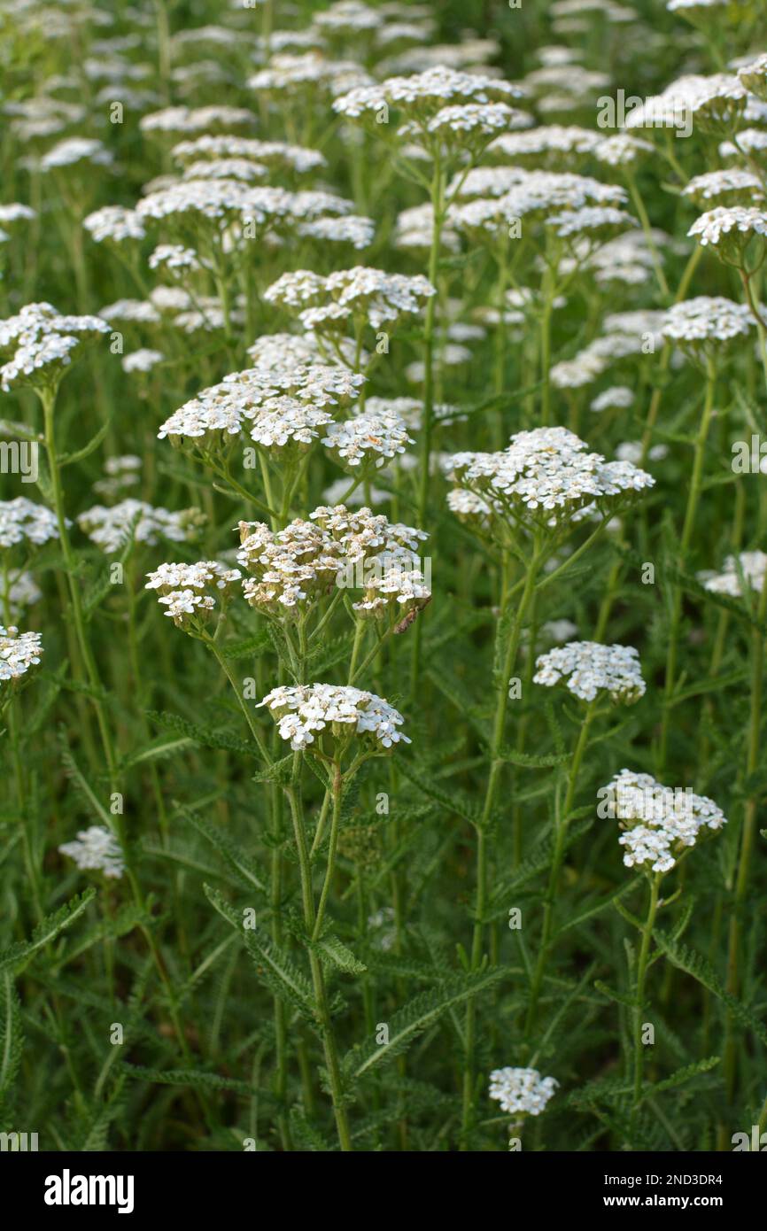 Schafgarbe (Achillea) blüht in der Wildnis unter Gräsern Stockfoto