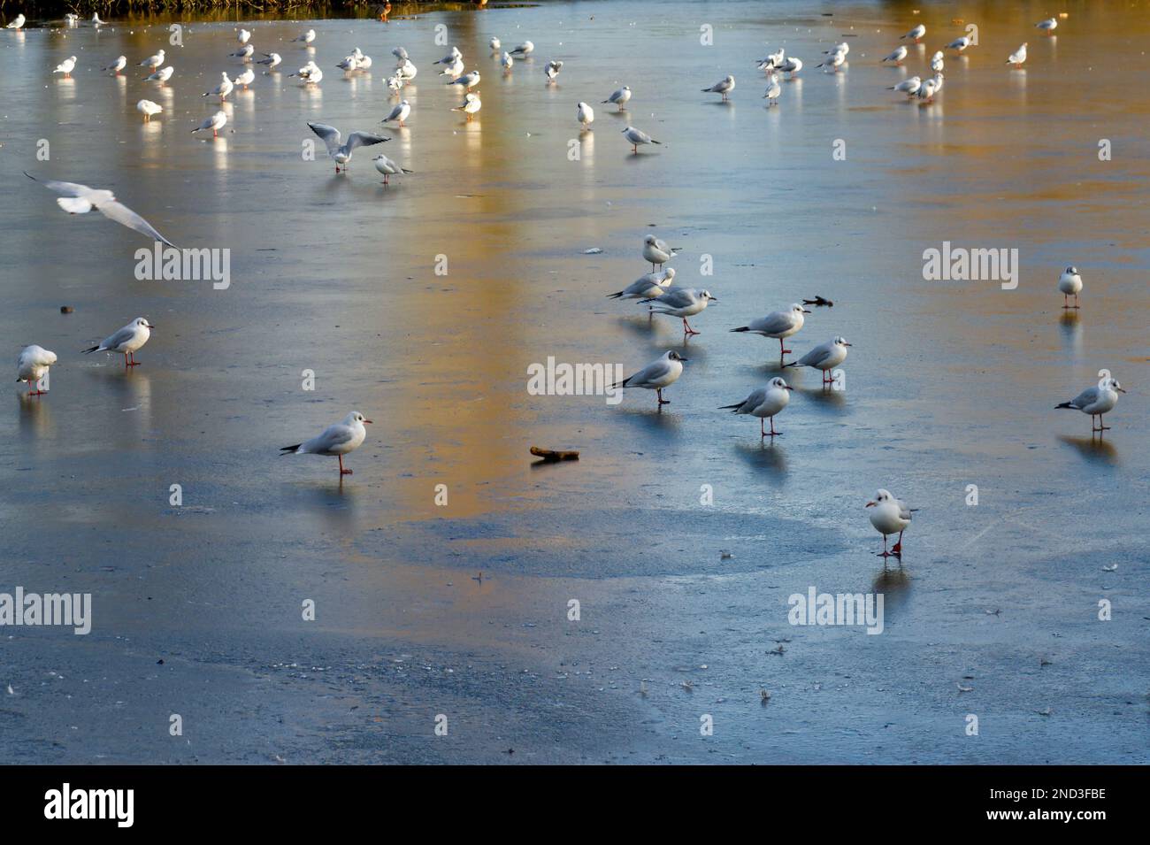 Möwen auf dem eisigen See im Elmdon Park, Solihull, West Midlands, Großbritannien Stockfoto