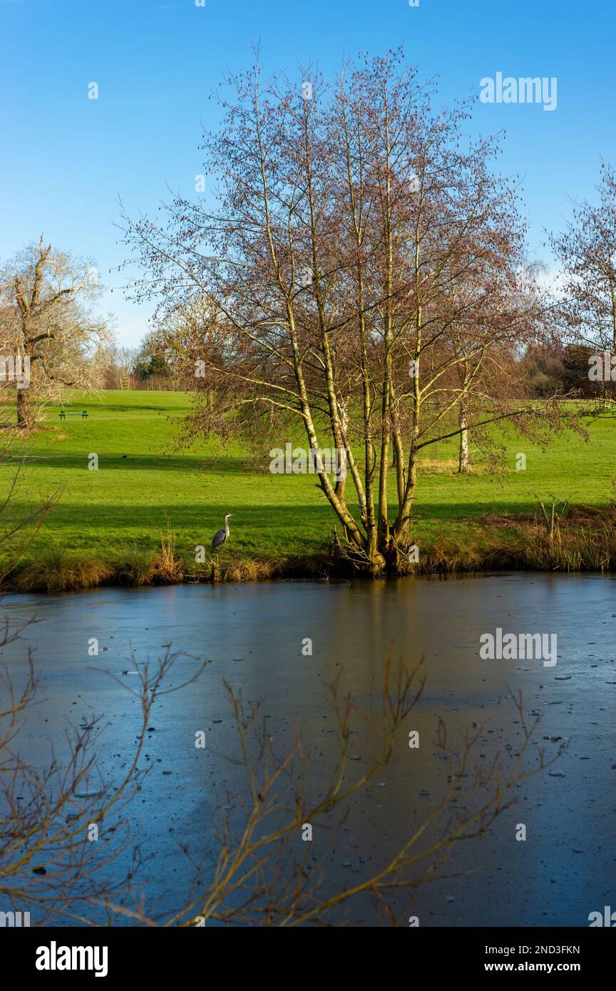 Ein Reiher, der im Elmdon Park, Solihull, West Midlands, Großbritannien, auf der Suche nach Essen ist Stockfoto