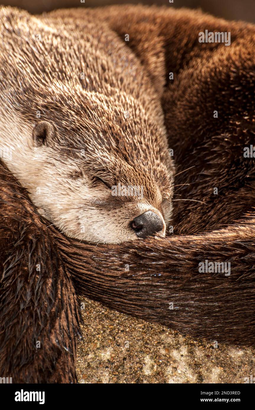Nordamerikanischer Flussotter schlafend in Ball, senkrecht Stockfoto