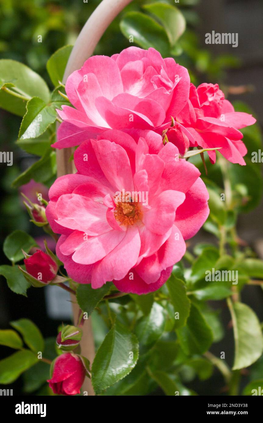 Rosa Kletterteppich mit Rosenblumen Stockfoto