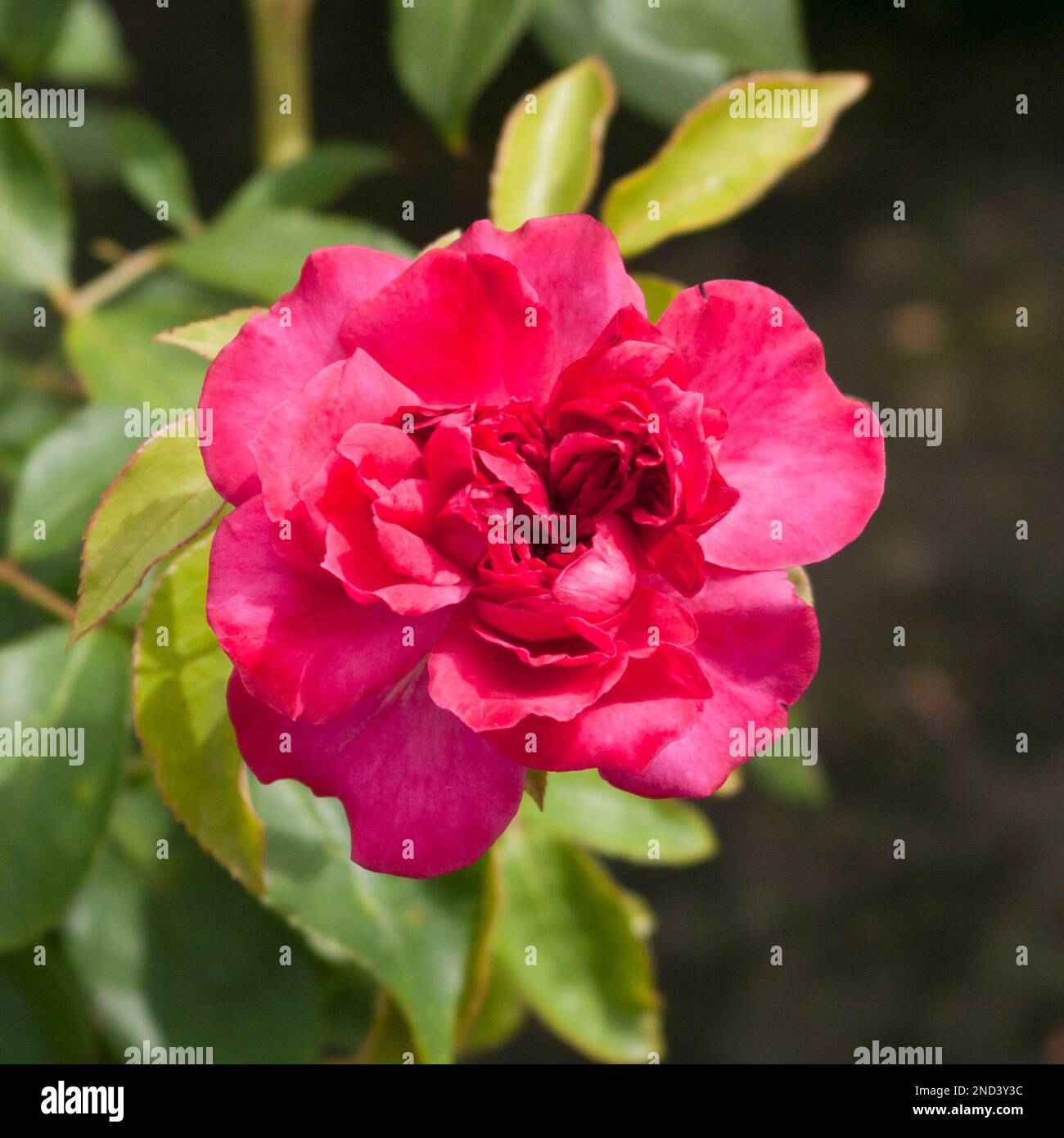 Roter Marronenstaub Rosa Elfenbein Rose Stockfoto