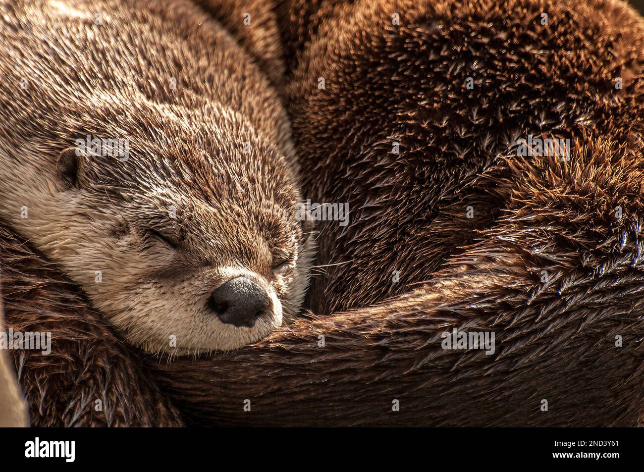nordamerikanischer Flussotter, schlafend in einem Ball aus der Nähe Stockfoto