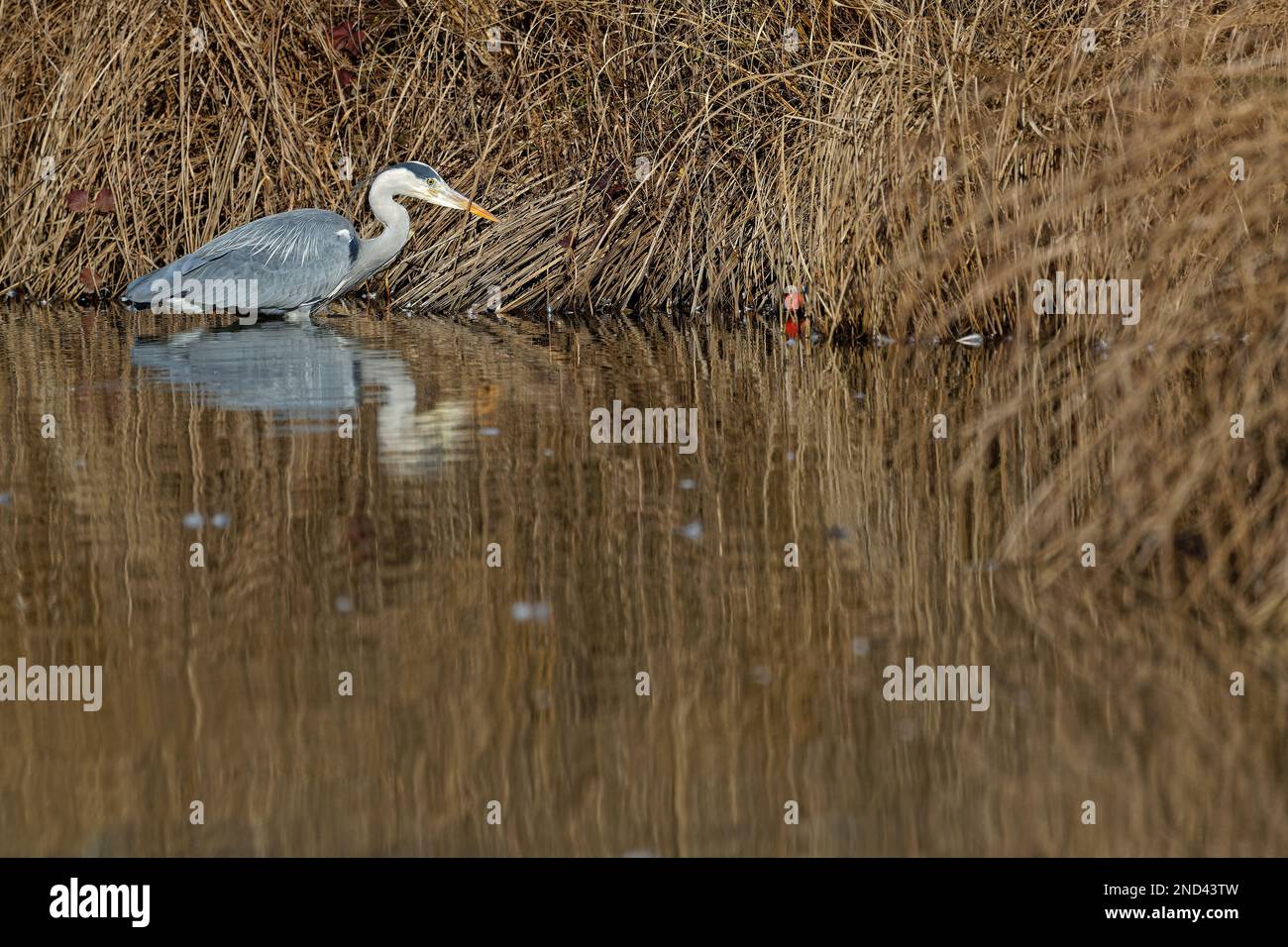 Ein grauer Reiher (Ardea cinerea) zum Angeln im Stadtpark von Lyon Stockfoto