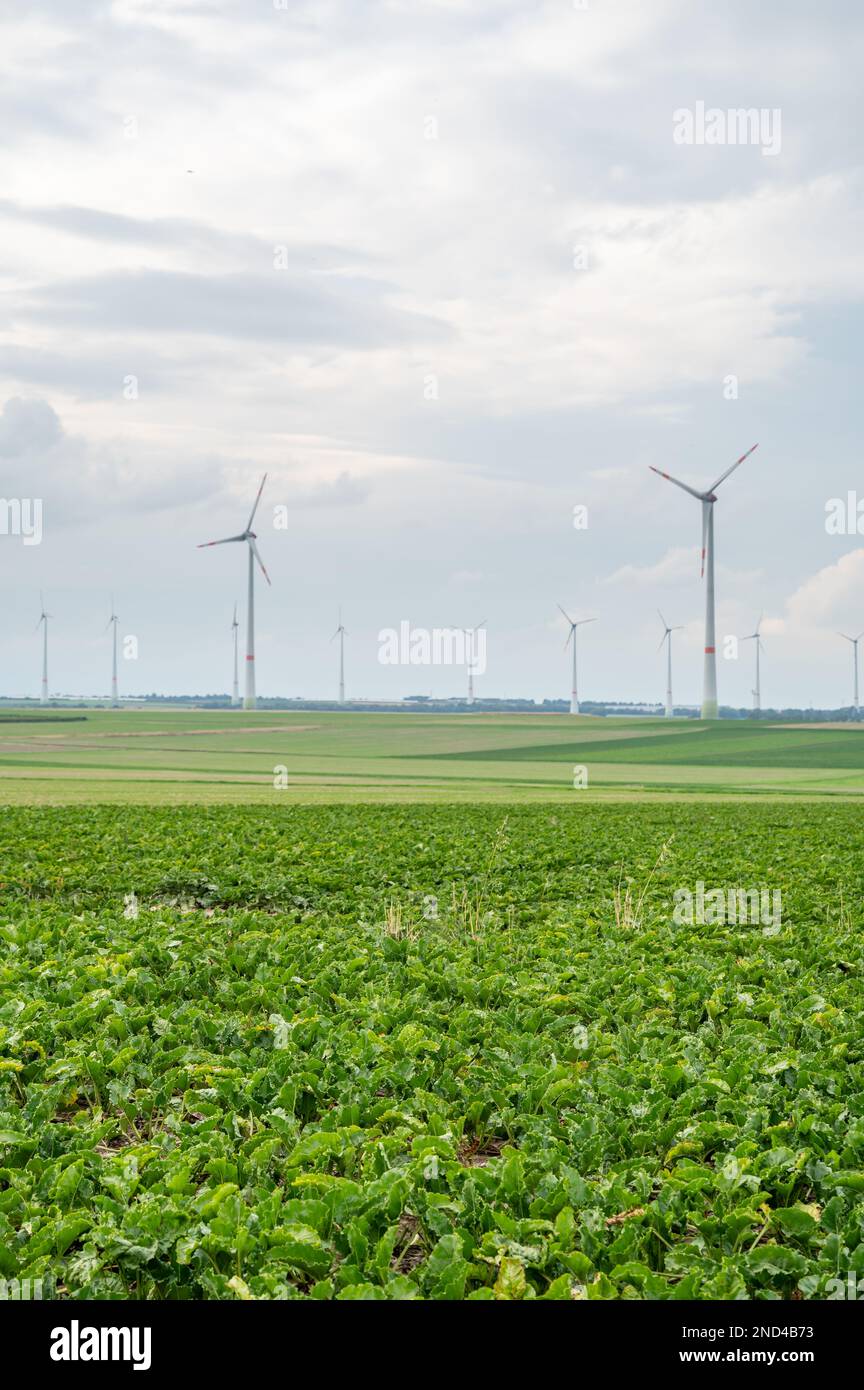 Windpark mit mehreren modernen Windturbinen für erneuerbare Energien, landwirtschaftliches Feld vorne, bewölkter Tag, Landschaft, vertikaler Schuss Stockfoto