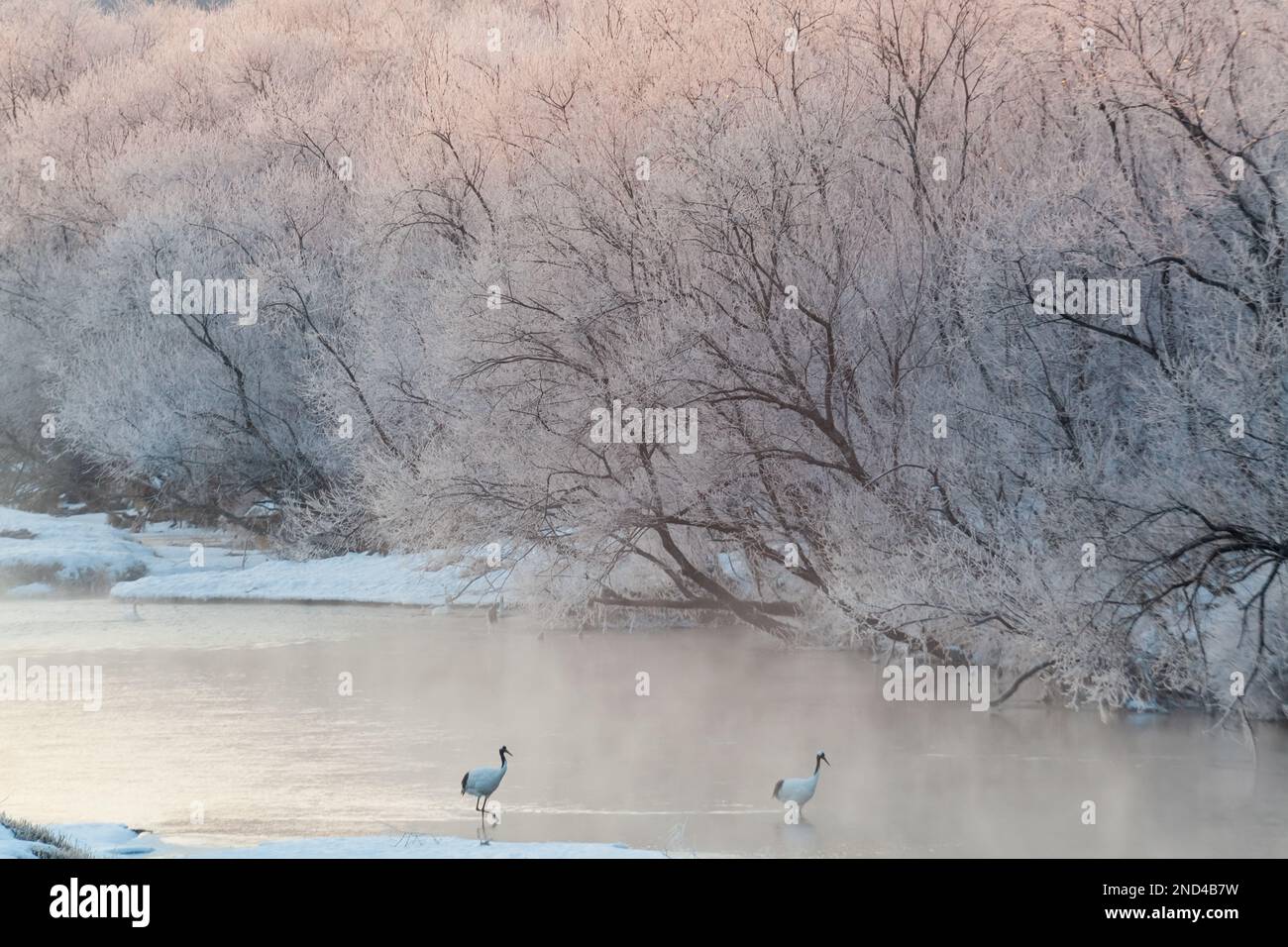 Rote Kraniche am gefrorenen Fluss am frühen Morgen, Hokkaido, Japan Stockfoto