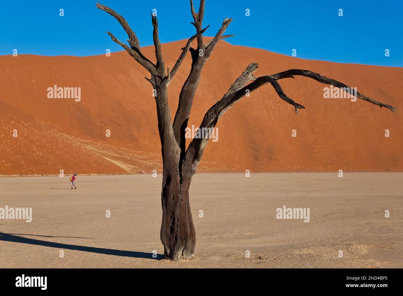 Tote Bäume in getrockneten Lehmpfanne, Namib-Naukluft-Nationalpark, Namibia Stockfoto