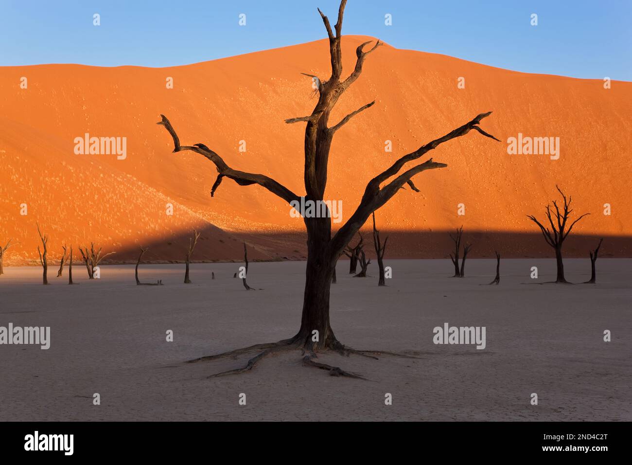 Tote Bäume in getrockneten Lehmpfanne, Namib-Naukluft-Nationalpark, Namibia Stockfoto
