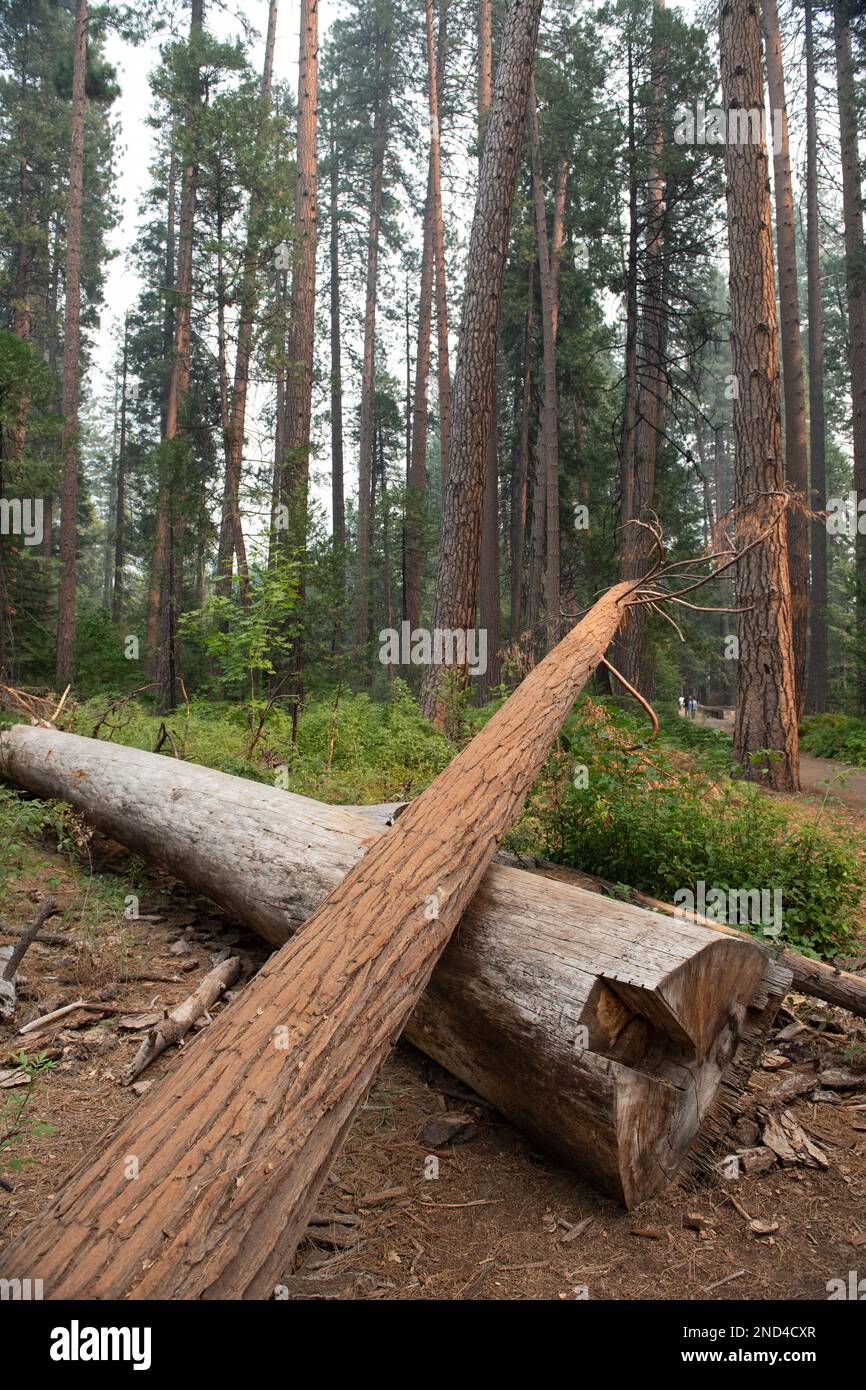 Ein paar gefallene Baumstämme kreuzten sich auf dem Boden, der Rest des Waldes im Hintergrund Stockfoto