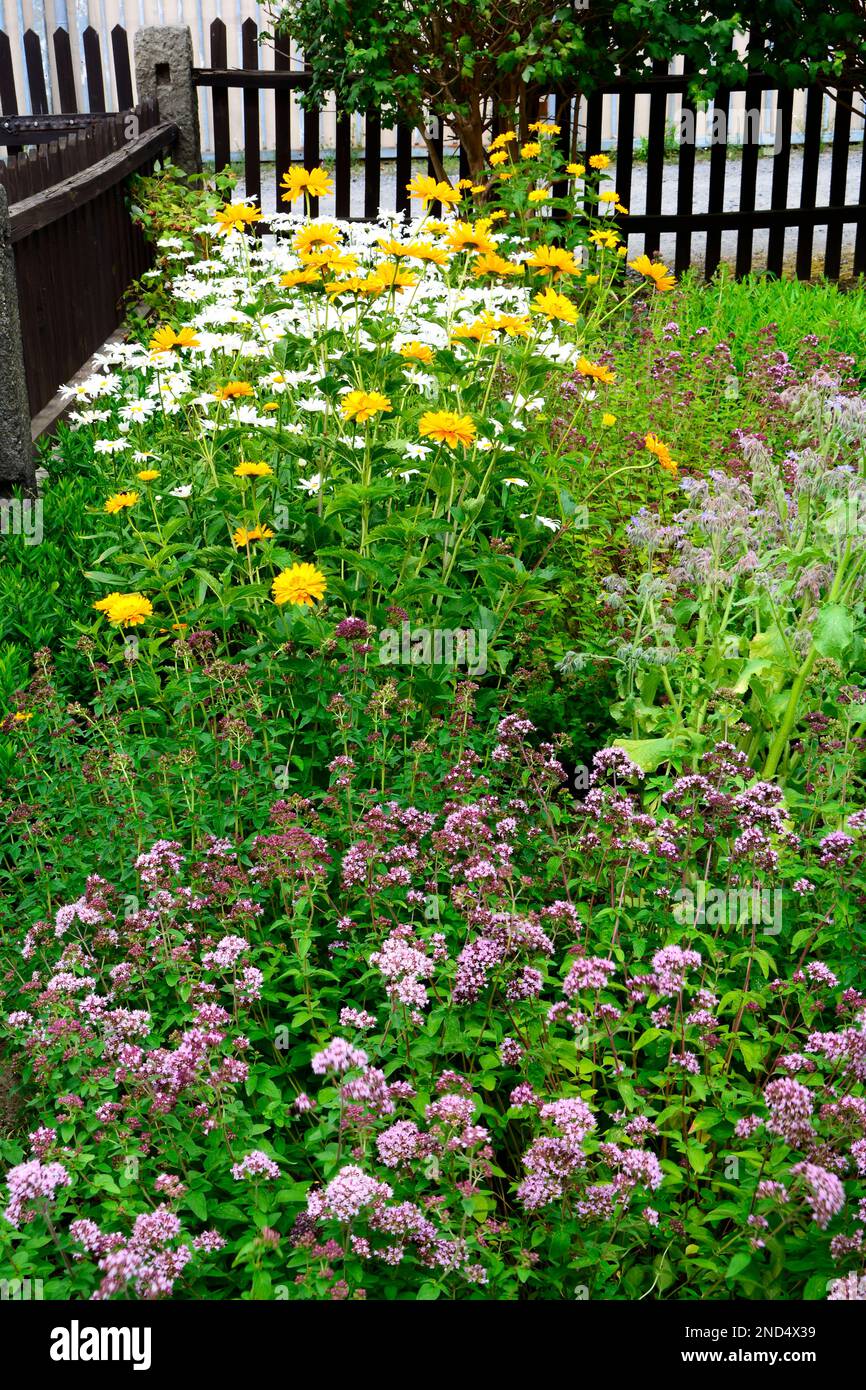Hüttengarten mit bunten Blumen, bunten Blumen im Landgarten, gelbe und weiße Blumen Stockfoto