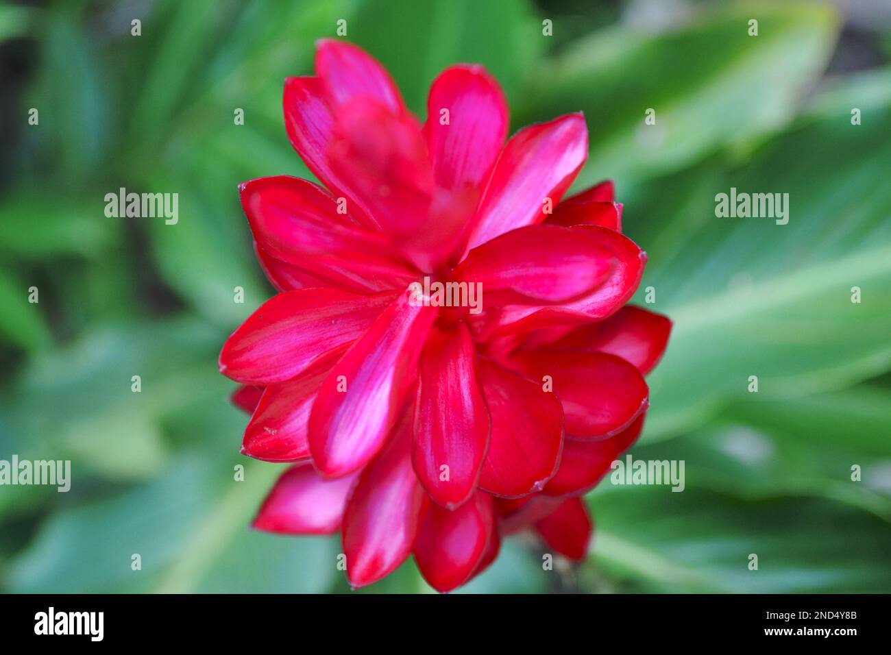 Cottage Gardens. Blumen im Garten eines Hauses mit Details dieser Blumen Stockfoto
