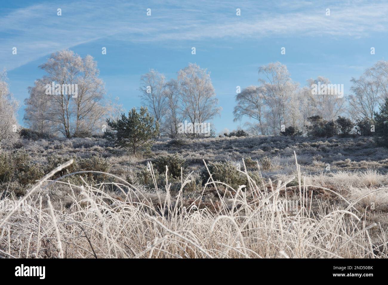Ansicht von Heifrost, Hoar Frost, Iping Common, Sussex, UK, Januar, Landschaft, Silberbirnen, betula Pendula. Heidekraut. Tieflandheide Stockfoto