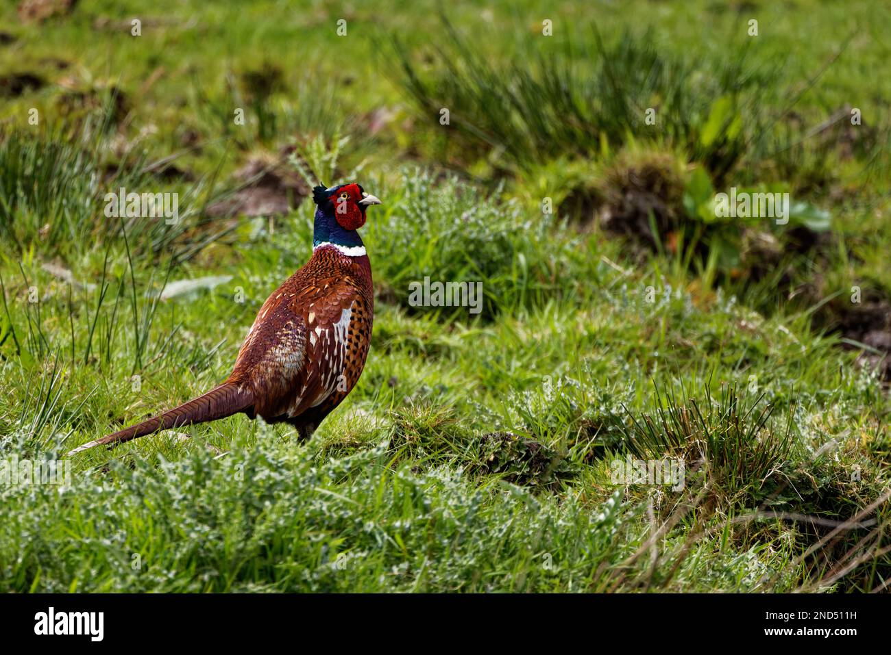 Männlicher Fasan (Phasianus colchicus), der auf einer unerkannten Wiese umherwandert Stockfoto