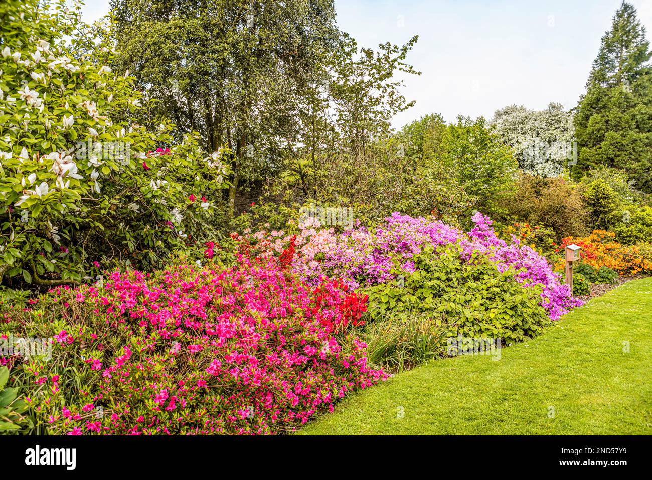 Bunte Azaleen Büsche im Garten der Buckland Abbey, Yelverton, Devon, England Stockfoto