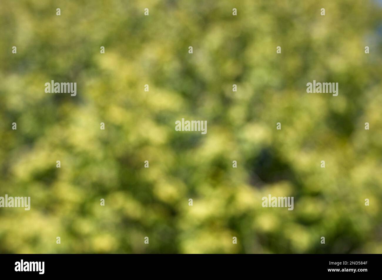 Abstrakter Hintergrund der Sonne beim Küssen der grünen Blätter auf Bäumen im Wald. Stockfoto