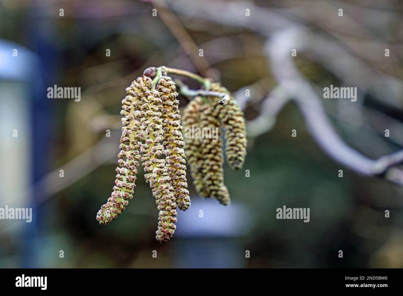 Katzen auf einem Hazel-Baum im Februar. Nahaufnahme. Stockfoto