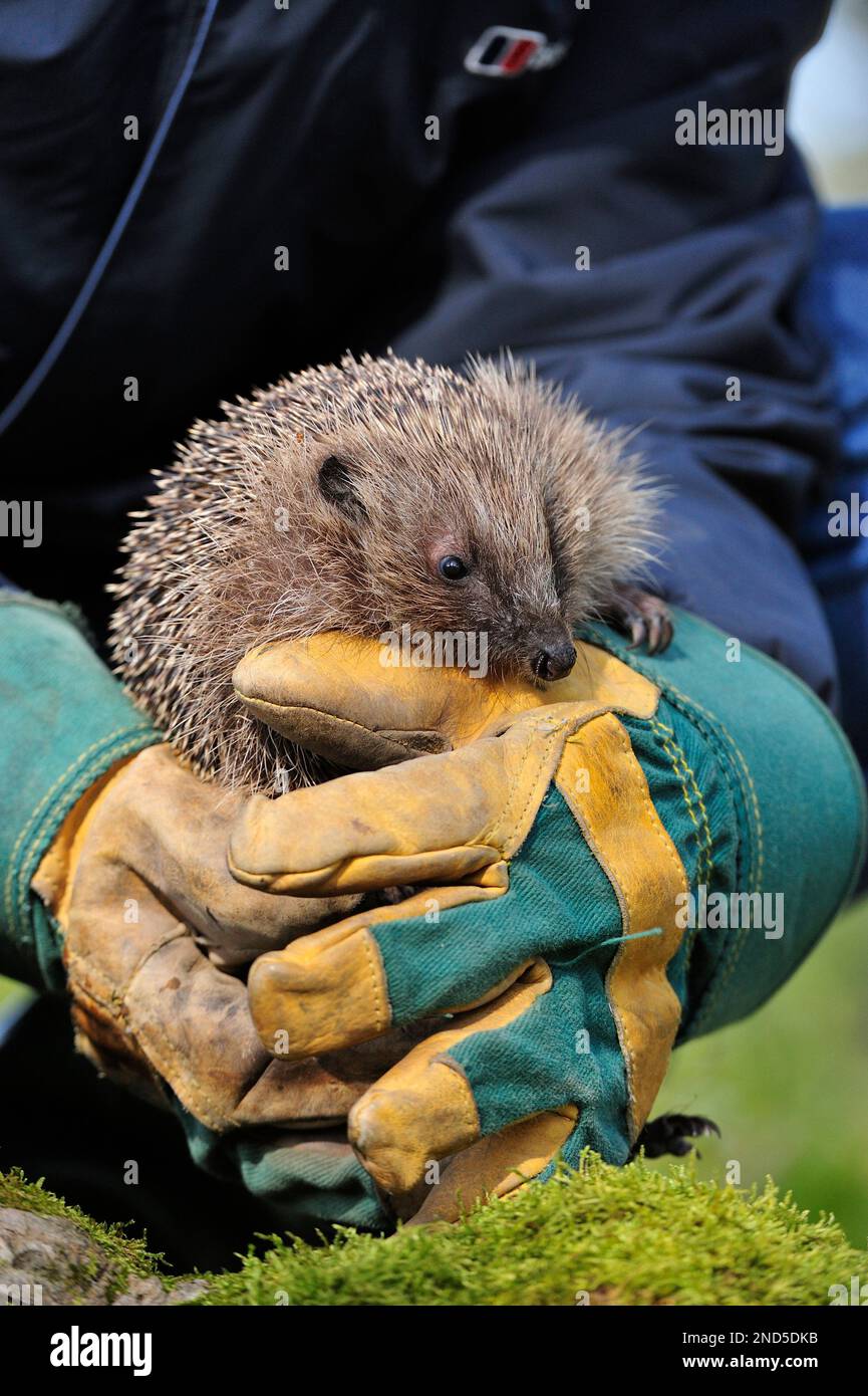 Igel (Erinaceus europaeus) rettet Tier, das vor der Freigabe überprüft wird, Berwickshire, Schottland, März 2009 Stockfoto