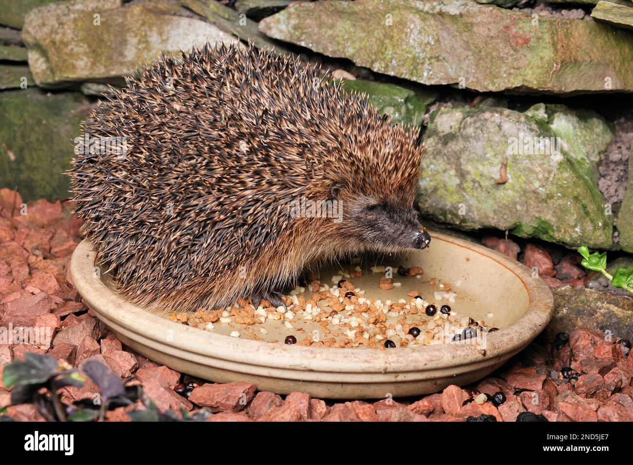 Igel (Erinaceus europaeus), Fütterung aus einer Schüssel in Garden, Berwickshire, schottische Grenzen, Schottland, August 2011 Stockfoto