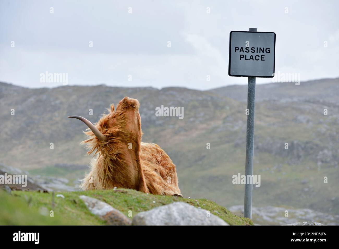 Highland Cow (Bos taurus), weiblich/Kuh, am Straßenrand in Hushnish, North Harris Estate, Isle of Harris, Outer Hebrides, Schottland, Mai 2016 Stockfoto