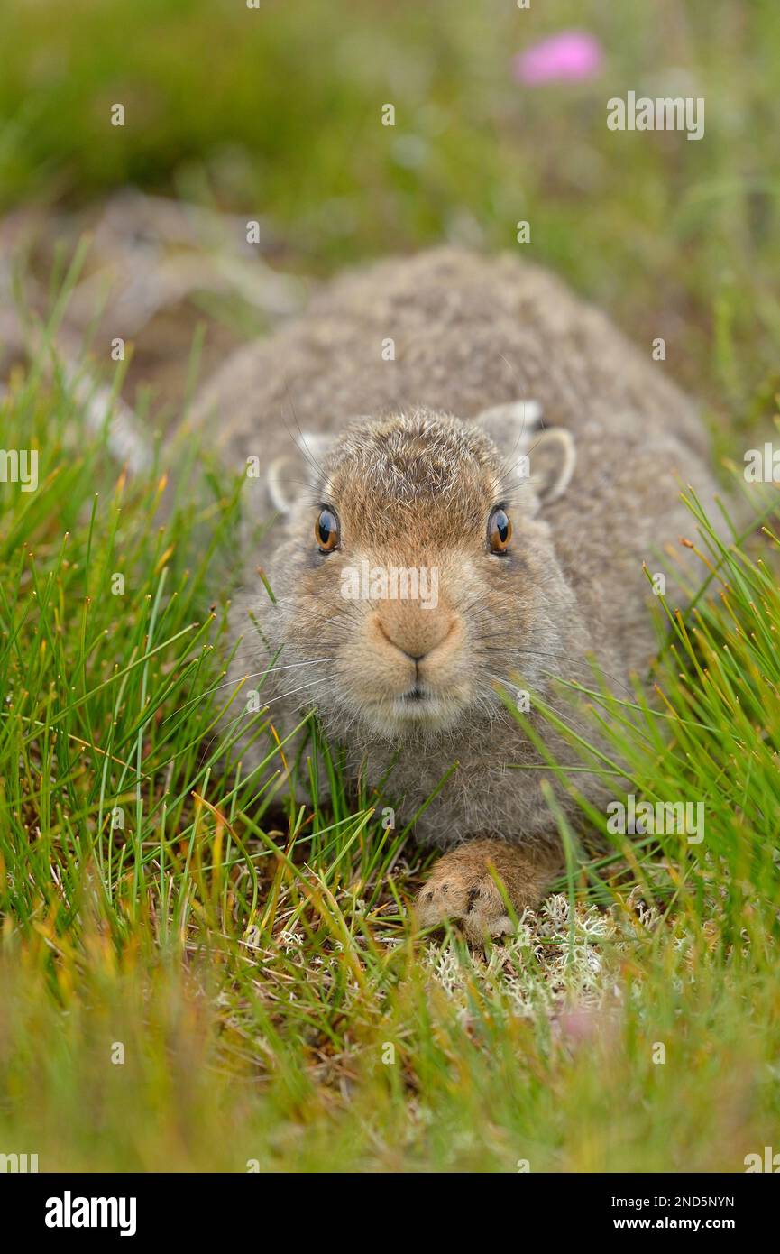 Mountain Hare (Lepus timidus), Erwachsener auf Moorhuhn als Reaktion auf die unmittelbare Nähe des Fotografen, Inverness-shire, Schottland, Juli 2016 Stockfoto