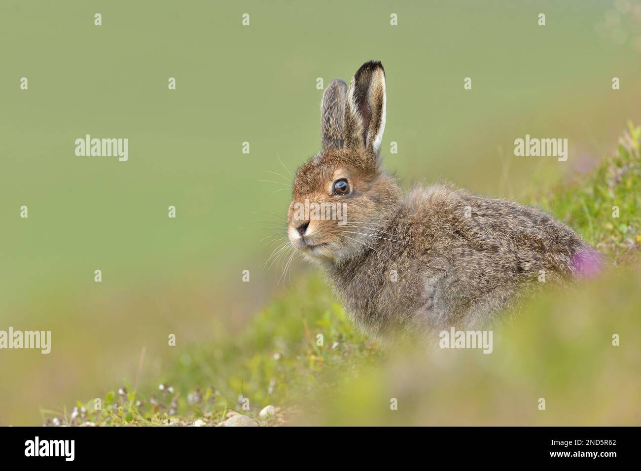 Mountain Hare (Lepus timidus) in braunem Sommerkittel, Cairngorms Mountains, Cairngorm National Park, Schottland, Juli 2016 Stockfoto