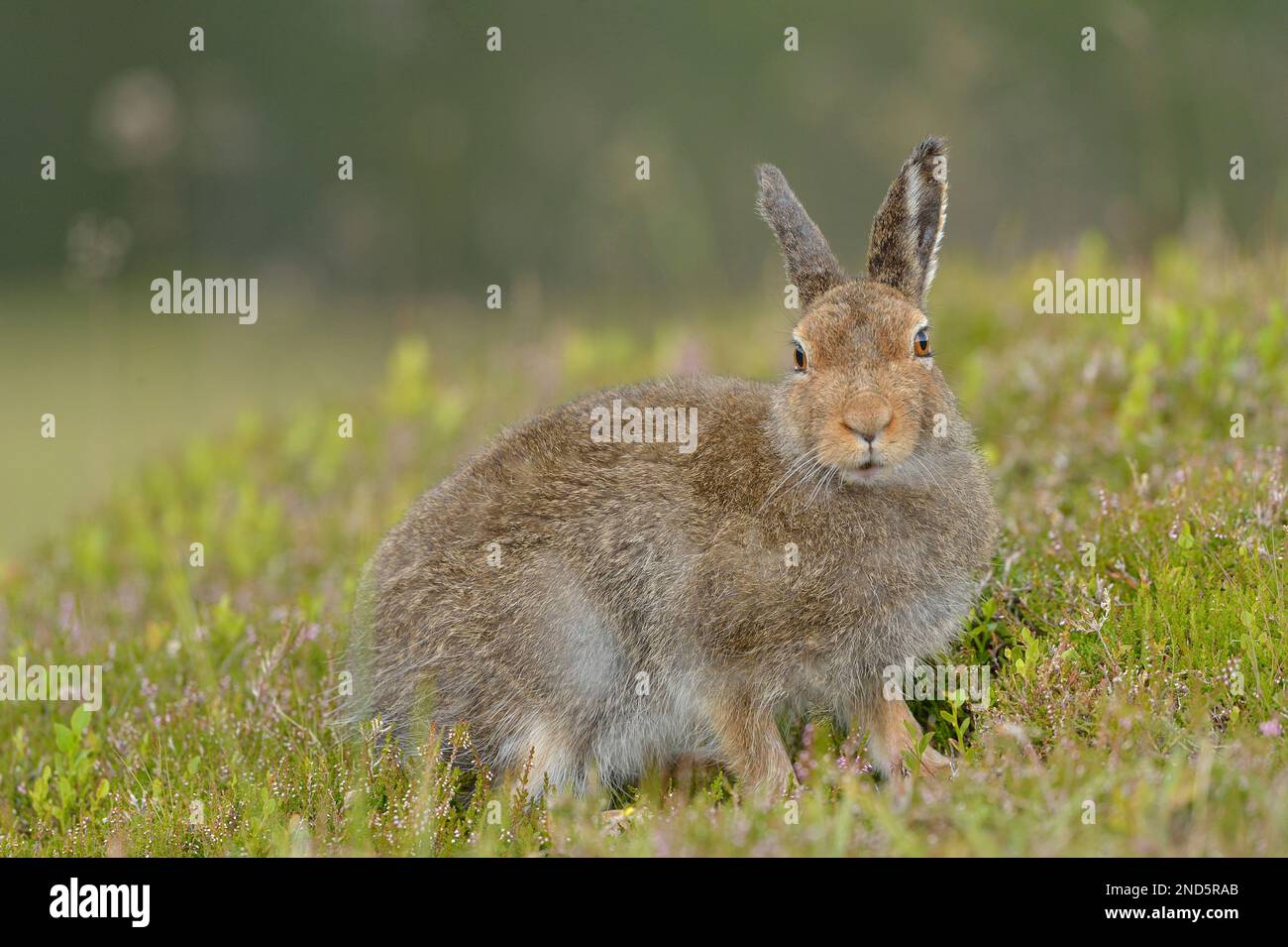 Mountain Hare (Lepus timidus) in braunem Sommerkittel, Cairngorms Mountains, Cairngorm National Park, Schottland, Juli 2016 Stockfoto