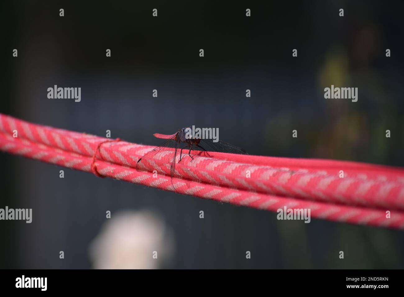 Ein roter Dragonfly sitzt über einem roten Draht Stockfoto